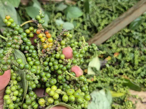 Giá tiêu giảm mạnh, tiêu Đắk Lắk vẫn cao nhất