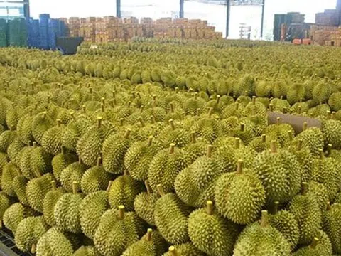 Cung vượt cầu, đối thủ sầu riêng Việt Nam thành lập trung tâm chế biến quy mô lớn, tuyên bố vừa phát triển thành công 3 giống sầu riêng mới
