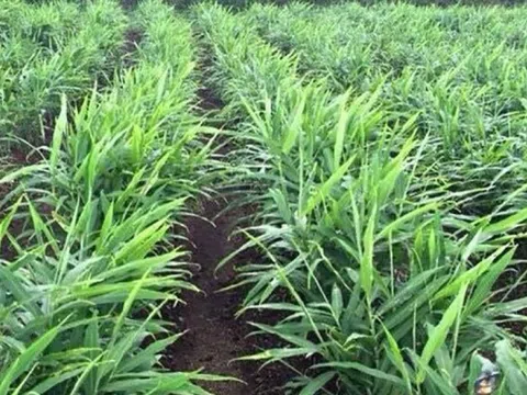 6 tháng thu về gần 40 triệu USD: Cây gia vị vùi sâu dưới lòng đất, 'ăn nên làm ra' khiến 110 doanh nghiệp Việt lao vào cuộc đua xuất khẩu