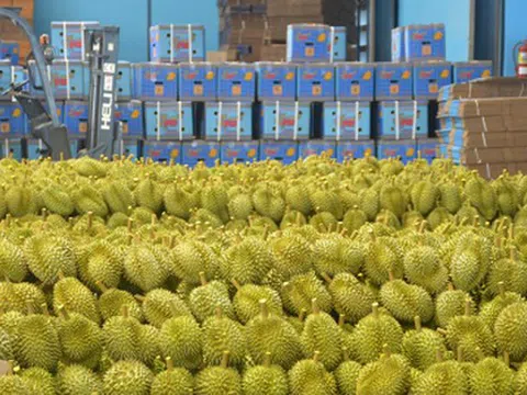 Xuất hiện cứu tinh cho ngành sầu riêng Việt Nam: Xuất khẩu tăng gấp 3 lần, đến Thái Lan cũng mạnh tay chốt đơn