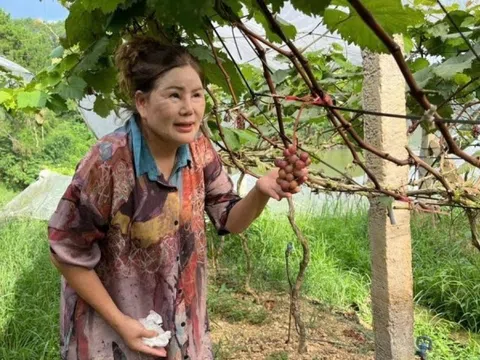Nông dân Lạng Sơn chi 7 tỷ trồng quả là ‘viên ngọc quý’ giữa núi non: Sẽ đầu tư mạnh tay hơn, du khách nô nức tới check in