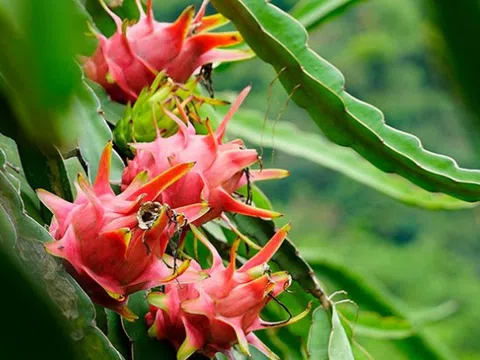 Xuất khẩu nông sản ách tắc vì thiếu giấy chứng nhận: Đại diện Bộ NN&MT nói gì?
