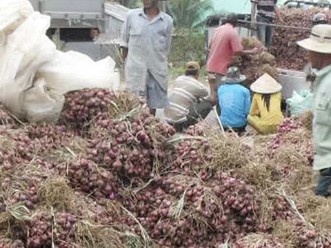 Cần Thơ phản bác thông tin 1 giám đốc doanh nghiệp nói "hơn 1.000 người bị mù do trồng hành tím"