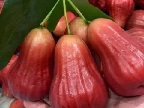 Nông dân miền Tây biến cù lao nghèo thành 'vương quốc mận hồng': Giống không thuốc, 2 lần bao trái, lọt vào thực đơn giới sành ăn với giá 230.000 đồng