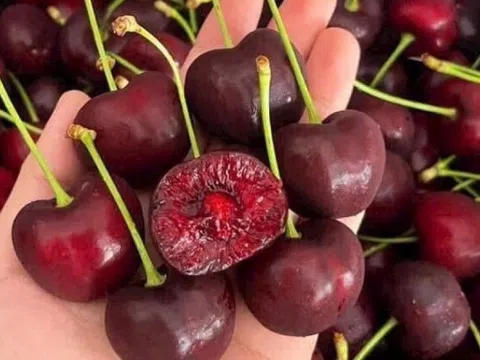 Cherry Mỹ giá 189.000 đồng/kg, người dân TP. HCM tranh thủ cơ hội vàng ăn 'trái nhà giàu'