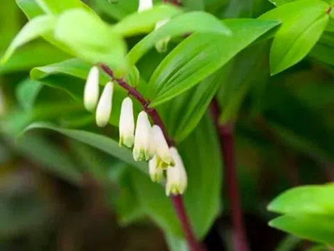 Cây thuốc 2.000 năm tuổi giúp nông dân đổi đời, thu hàng chục tỷ mỗi năm