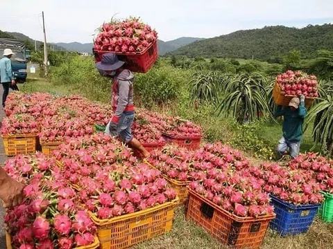 Ai chịu trách nhiệm việc thanh long, hồ tiêu 'chết yểu' vì thủ tục xuất khẩu?