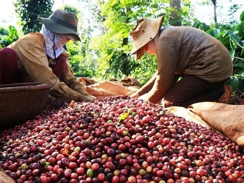 Hai ngành hàng xuất khẩu tỷ USD 'cầu cứu' Thủ tướng