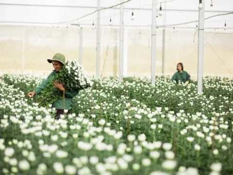 Không phải gạo, cà phê hay trái cây, đây mới là 'ngôi sao' của nông sản Việt: Thu về gần 40 triệu USD chỉ sau 5 tháng xuất khẩu