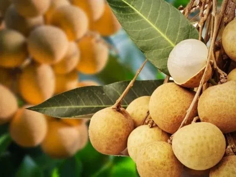 Trái ngọt này đang khiến nông dân Thái Lan đau đầu vì sản lượng quá khủng, chính phủ tung 8 chiêu giải cứu