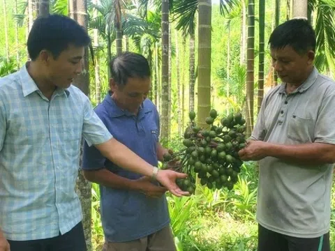 Trồng loại cây không tốn công - ít sâu bệnh - vốn đầu tư thấp trên đất cằn, nông dân Thanh Hóa nhẹ nhàng thu 700 triệu đồng mỗi năm