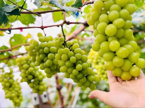 Nghệ An trồng thành công giống nho 'quý tộc' có giá hơn 1 triệu đồng/kg: Giá 'mềm' hơn nhập khẩu