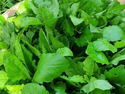 Cây dại mọc bờ ruộng, chẳng ai chăm nay thành đặc sản được săn lùng: Giá cao ngỡ ngàng, có tiền cũng khó mua được