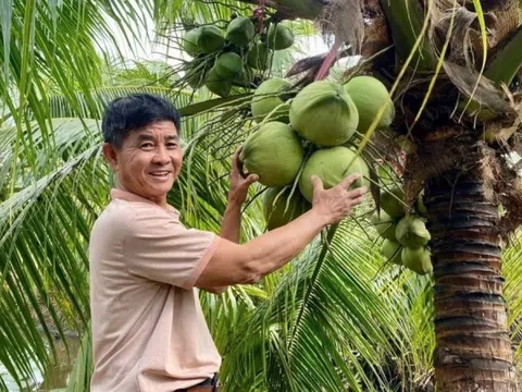 Nông dân Cần Thơ từng bị ‘lắc đầu’, vẫn quyết tâm trồng loại cây ra quả nặng trĩu: Nay ‘lên đời’, càng khô bán càng được giá