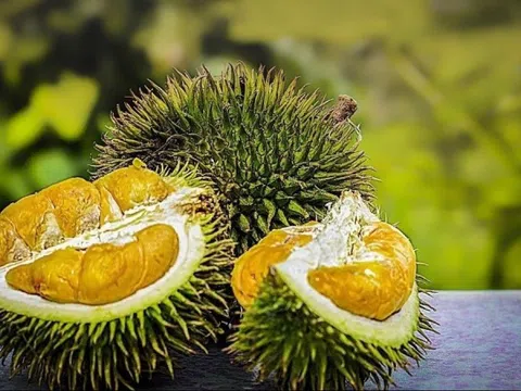 Trồng sầu riêng kiểu Trung Quốc, chưa đầy 10 năm thách thức cả Thái Lan lẫn Việt Nam