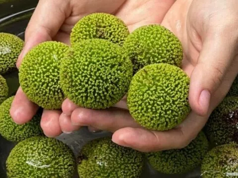 Loại quả mọc bờ rào xưa không ai ngó ngàng, nay 'lên đời' thành đặc sản được người thành phố ưa chuộng, có tiền khó mà mua