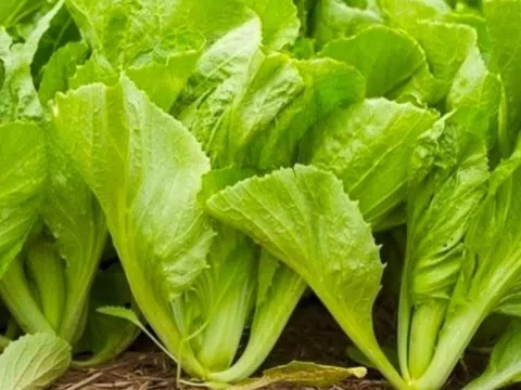 Loại rau xưa mọc đầy vườn chẳng ai ăn, nay ví ‘nhân sâm nhà nghèo’: Giàu dinh dưỡng lại giúp hỗ trợ điều trị bệnh, giá chỉ 3.000 đồng/1 mớ