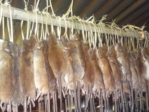 Rúng động: Phanh phui đường dây dùng thịt chuột và động vật hoang dã giả mạo thịt cừu để bán ra thị trường, xử phạt hơn 900 đối tượng
