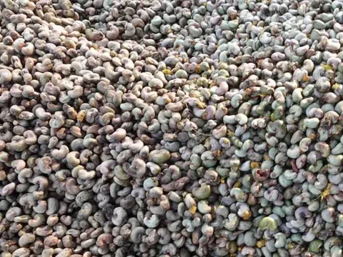 Trung Quốc liên tục chốt đơn sản vật đắt đỏ của Việt Nam: Thống trị cả thế giới 2 thập kỷ, 90 quốc gia nhanh chân săn lùng