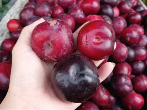 Mận cherry Trung Quốc giá 'siêu rẻ' chỉ bằng 1/10 hàng Chile