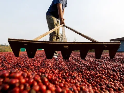 Quốc giá BRICS bị Mỹ áp thuế 50% một mặt hàng chiến lược, 8 triệu bao hàng chưa biết đi đâu về đâu