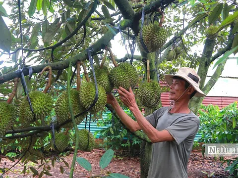 7 tháng đầu năm, xuất khẩu nông lâm thủy sản đạt gần 40 tỷ USD