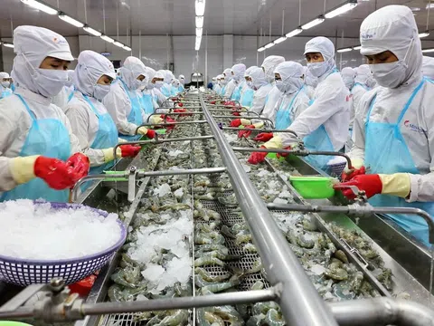 "Vua tôm" báo lãi quý 2/2025 tăng 300%, cao nhất trong vòng 10 quý