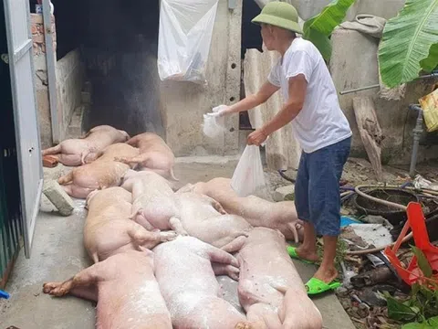 Vì sao dịch tả lợn châu Phi lan rộng?