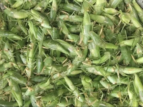 Loài côn trùng được ví như 'tóp mỡ xanh' nay thành đặc sản tiền triệu tại Hà Nội, giá 1 lạng bằng cả 1 cân thịt: Trở thành món khoái khẩu của giới nhà