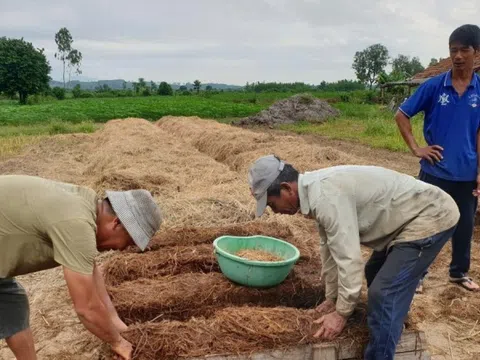 Nông dân Đắk Lắk mới chất đống thứ này ngoài ruộng, rất giàu dinh dưỡng nên bán rất được giá: Vừa sạch đồng vừa tăng thêm thu nhập
