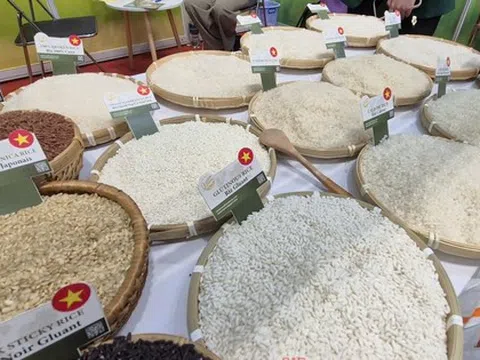 Vì sao Việt Nam chi 1 tỉ USD nhập khẩu gạo chỉ trong 7 tháng?