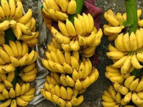 Giống chuối đặc biệt cho sản lượng 1.000 tấn/năm giúp nông dân một xã Phú Thọ 'ba đời đổi vận'