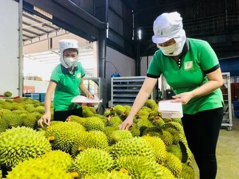 Xử lý thế nào các lô sầu riêng bị Trung Quốc từ chối?