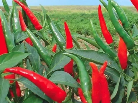 Bất ngờ loại quả Việt Nam bán đầy chợ, giá chỉ vài chục nghìn/kg lại lọt top 'rau củ bổ dưỡng nhất thế giới'