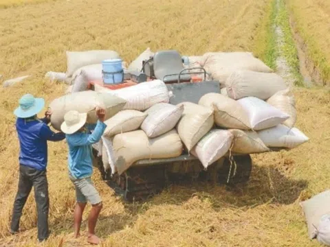 Xuất khẩu gạo Việt Nam đứng thứ 2 thế giới