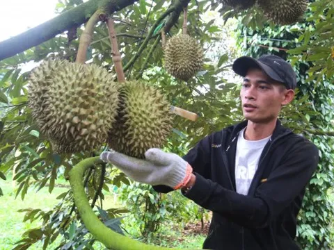 Nghề gõ sầu riêng, kiếm tiền triệu mỗi ngày