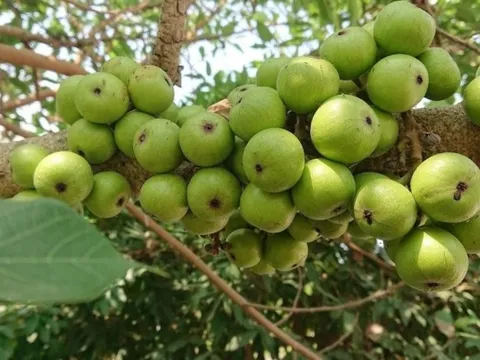 Loại quả quen thuộc thường mọc ven bờ ao, góc vườn nay ‘lên đời’: Dân phố săn đón, bán lên tới 200.000 đồng/1kg nhưng rất bổ