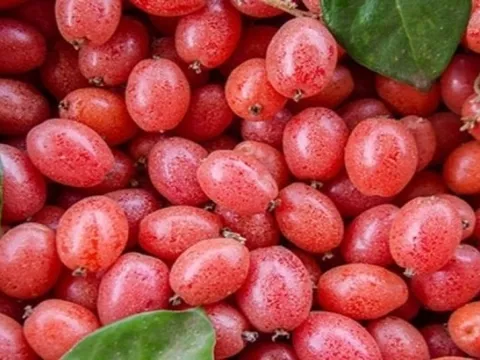 Thức quà vặt tuổi thơ cho không ai lấy, sang Trung Quốc thành cây cảnh giá tiền triệu mỗi gốc