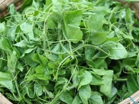 Cây dại xưa trồng đầy hàng rào tưởng không ăn được nay thành đặc sản, giá cao vẫn hút khách sành ăn