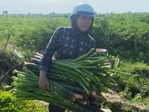 Nông dân Huế ‘lên đời’ nhờ tiên phong trồng loại cây đặc sản từng bước vào thơ ca: Dễ trồng nhưng lại ‘khó tính’, thu nhập hàng trăm triệu/năm
