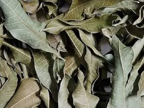 Loại lá có đầy ở Việt Nam, tưởng vô giá trị hóa ra phơi khô thành thảo dược quý, giá ra sao?