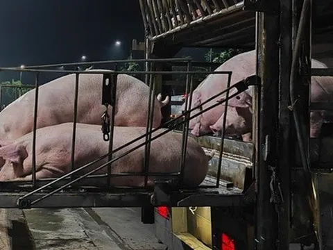 Giá heo hơi nhích tăng, chợ buôn hết lo ế