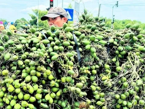 Trồng loại cây 'nhàn hạ', nông dân Quảng Ngãi vẫn thu lãi dù giá giảm sâu