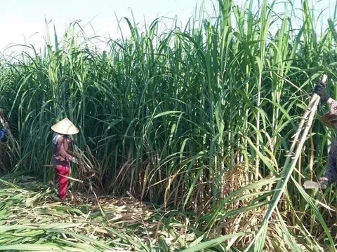 Đường nhập lậu tràn lan, doanh nghiệp lo thua trên sân nhà