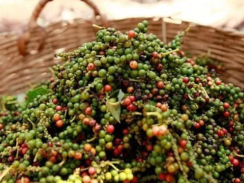 Giá hồ tiêu tiếp đà giảm, giữ mức trên 150.000 đồng/kg