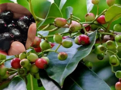 Quả dại có tên gọi 'bốc mùi' ở ven rừng: Xưa không ai ngó đến, nay thành đặc sản hiếm giá nửa triệu đồng/kg