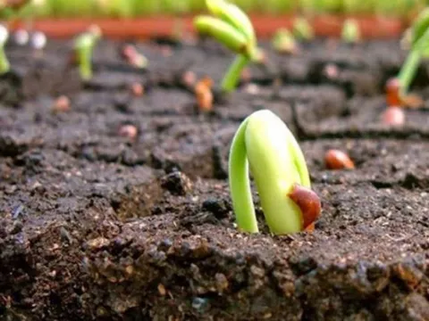 Sản vật có hương vị 'gây nghiện' của Việt Nam được 5 quốc gia khó tính bậc nhất thế giới chi hàng tỷ USD tìm mua, kim ngạch xuất khẩu tăng 62%