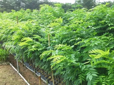 Việt Nam sở hữu “kho báu lộ thiên”, từng được trả giá hơn 1 triệu USD