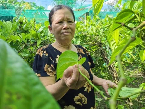 Thu tiền triệu mỗi ngày dịp rằm tháng Bảy từ loại cây trồng lấy lá 