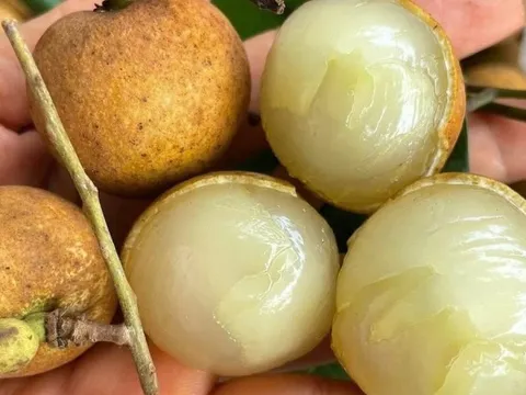 Loại nhãn đặc sản trái to, cùi giòn, hình dáng đặc biệt vốn là hàng hiếm bất ngờ rớt giá xuống thấp kỷ lục trong 5 năm